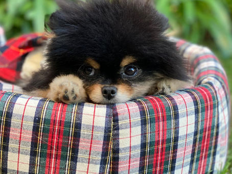 Holiday Activities for You and Your Pet