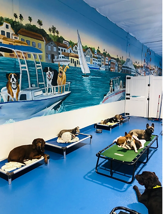 doggie daycare in newport beach, california with dogs sleeping