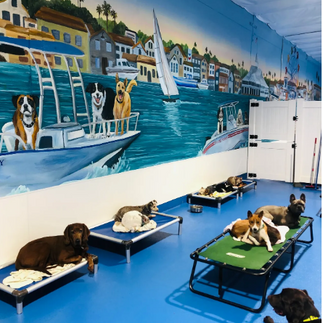doggie daycare in newport beach, california with dogs sleeping