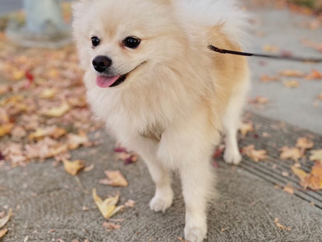 Reverse Sneezing and How to Help Your Dog