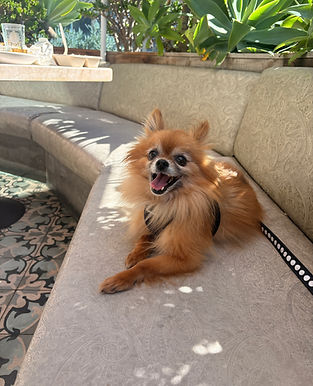 Adoptable pomeranian