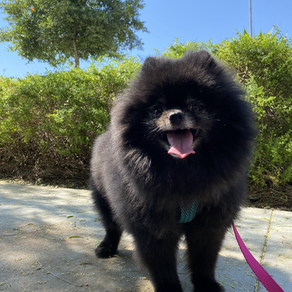 Top Health Issues in Pomeranians and How to Avoid Them