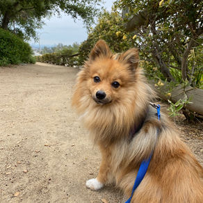 Dog Socialization Training and Why It is Important
