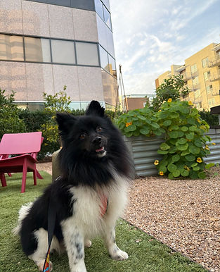 Adoptable pomeranian