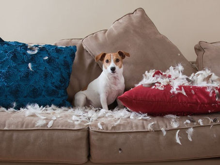 Motivos que fazem seu cachorro querer destruir objetos e tudo que ele vê pela frente!
