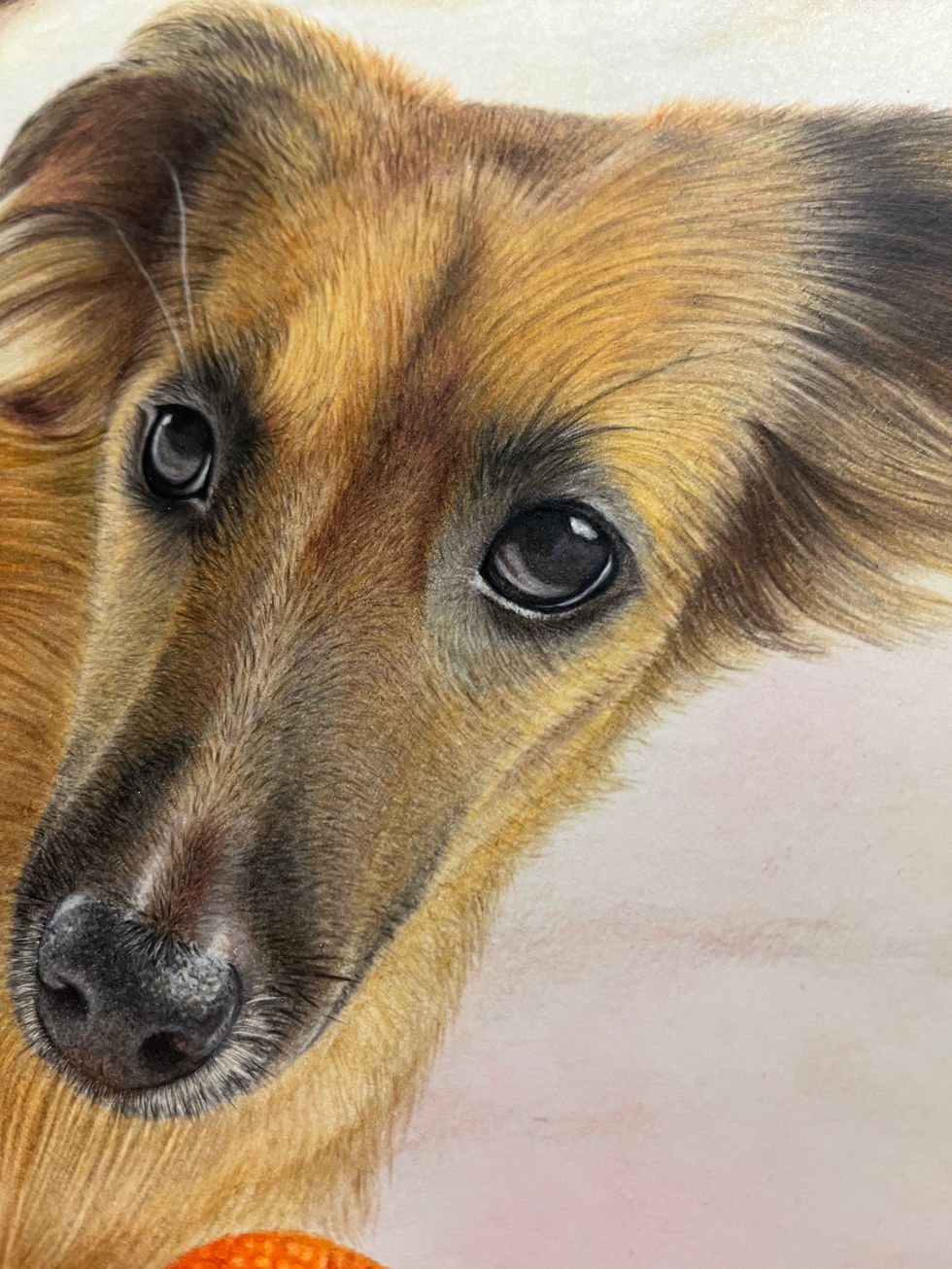 Pintura em lápis de cor de um cachorro vira-lata (sem raça definida) com pêlos em tons laranja e olhos negros.