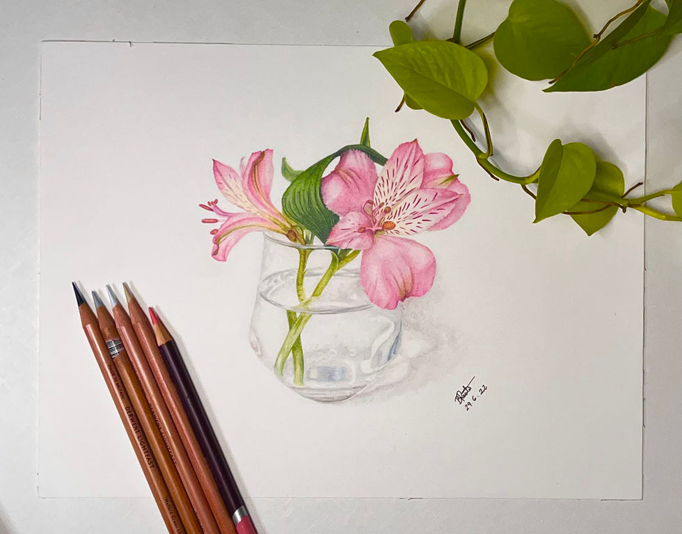 astromelia flor flores lapis cor flower flowers colors colored pencil pink rosa