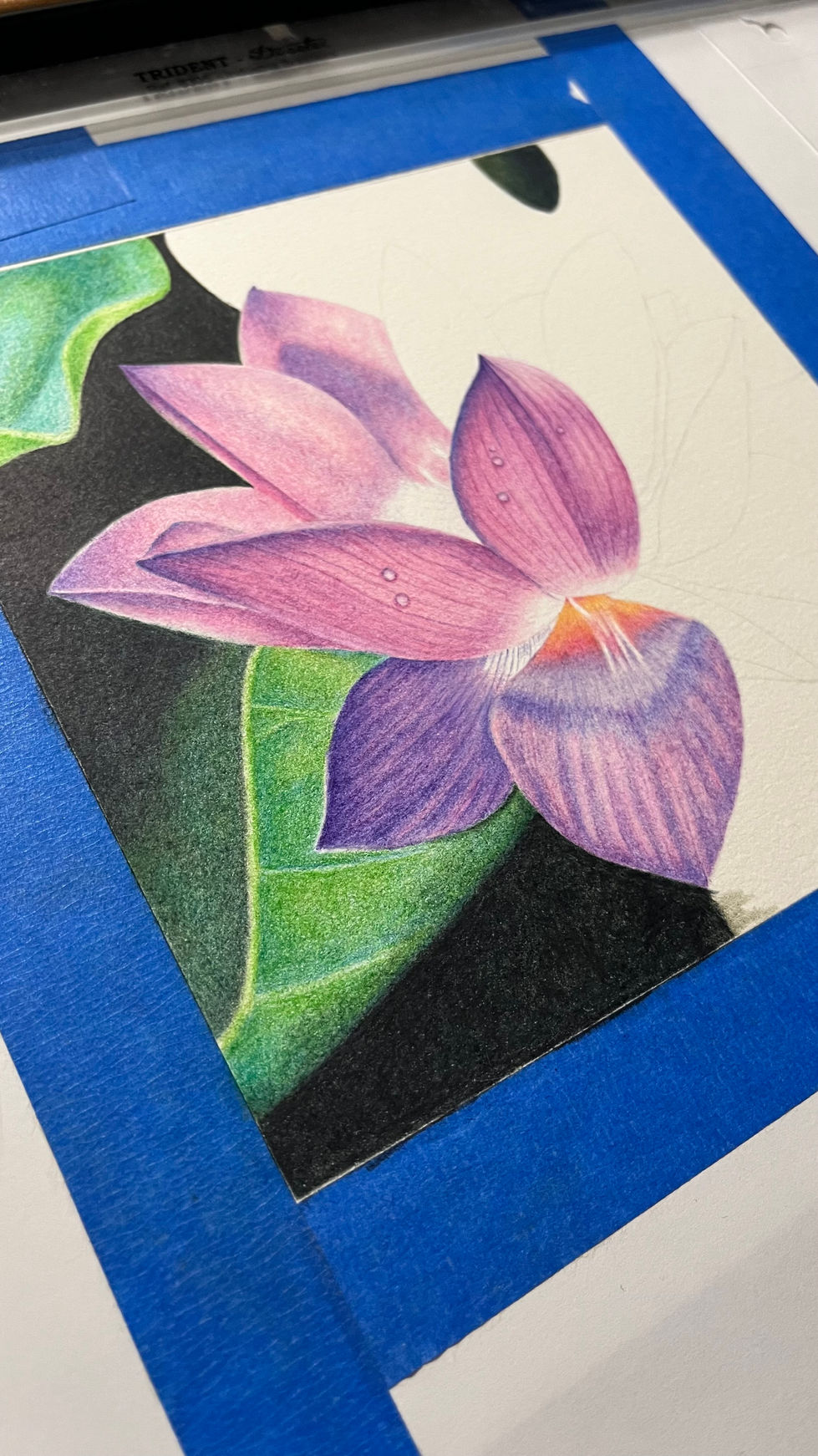 flor lotus flores folhas verde rosa natureza lapis cor flower flowers colored pencil colors