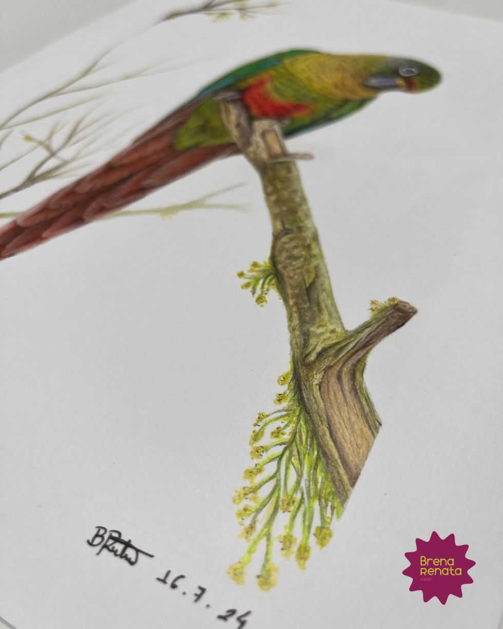 tiriba de testa vermelha, pássaro, verde, arara, lapis de cor