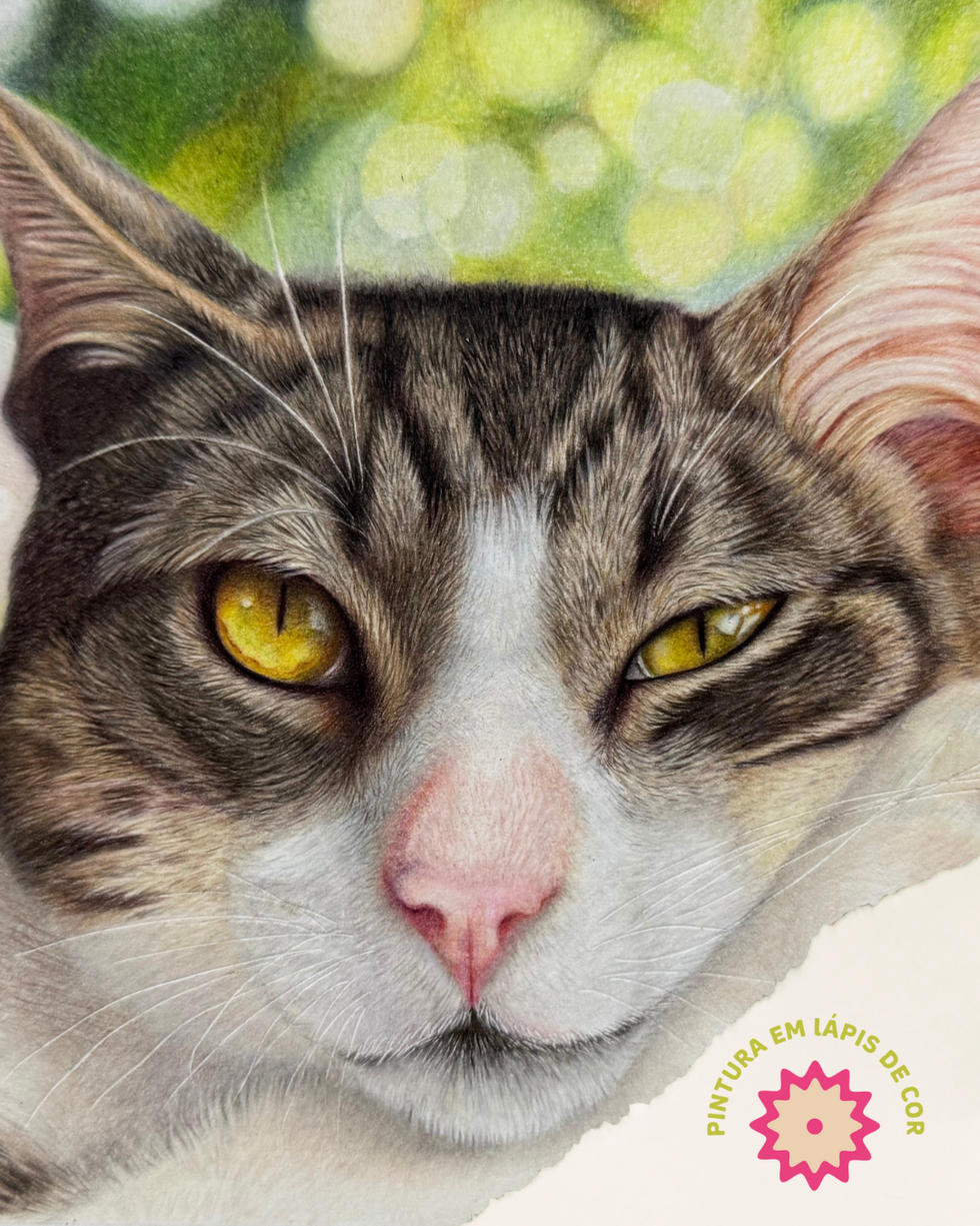 gato com olhos amarelos e pelagem mestiça em posição deitada 