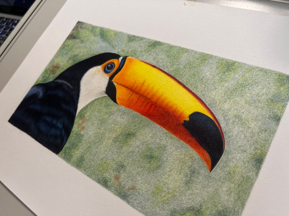 tucano bird amarelo preto pássaro yellow black colored pencil lapis cor bico natureza olho