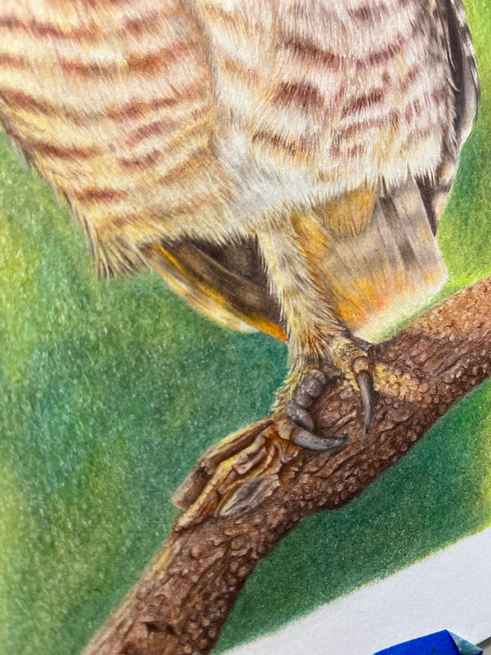 coruja buraqueira owl amarelo verde lapis cor colored Pencil arte bird pássaro