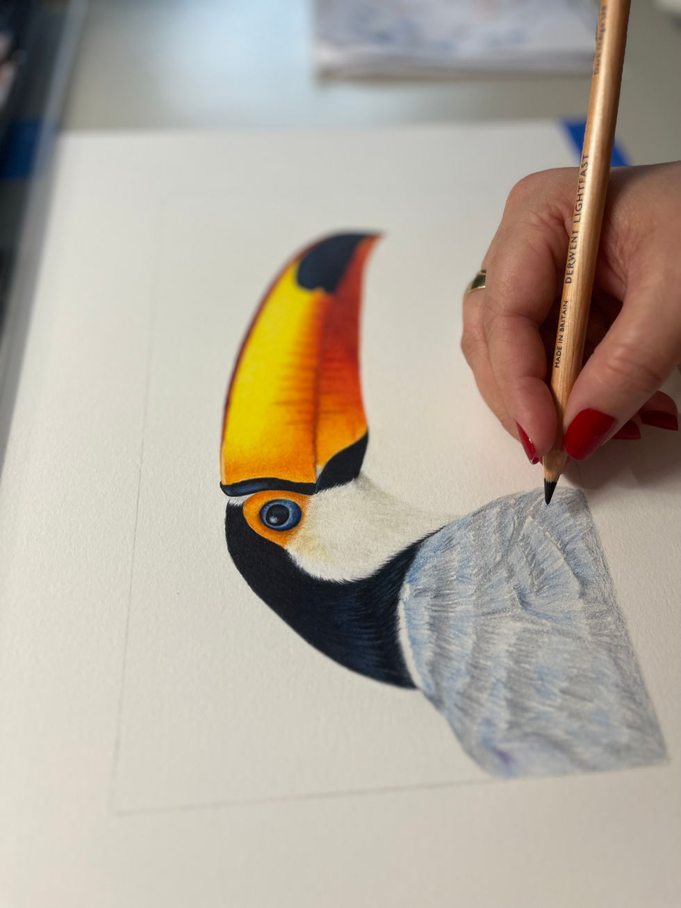 tucano bird amarelo preto pássaro yellow black colored pencil lapis cor bico natureza olho