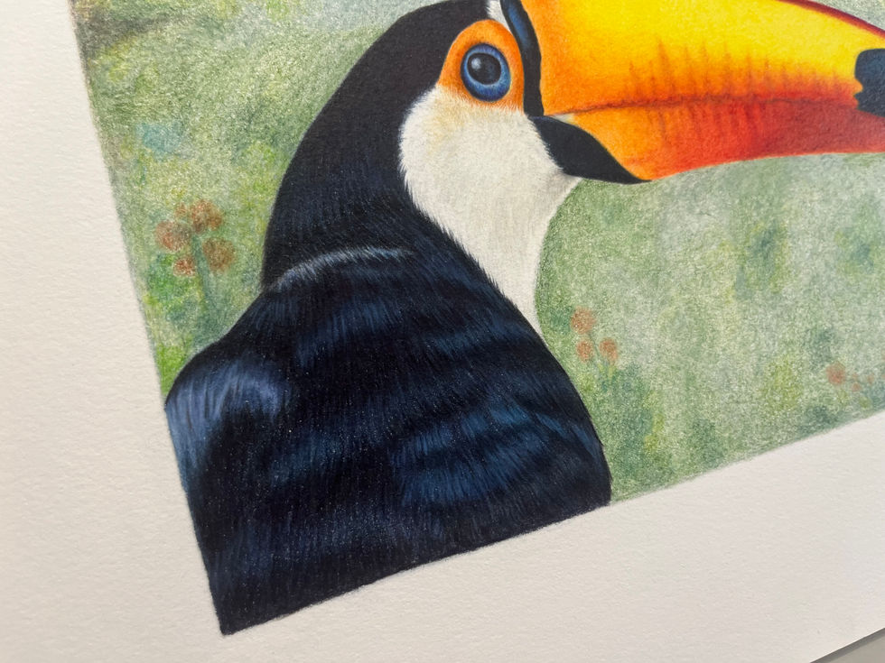 tucano bird amarelo preto pássaro yellow black colored pencil lapis cor bico natureza olho