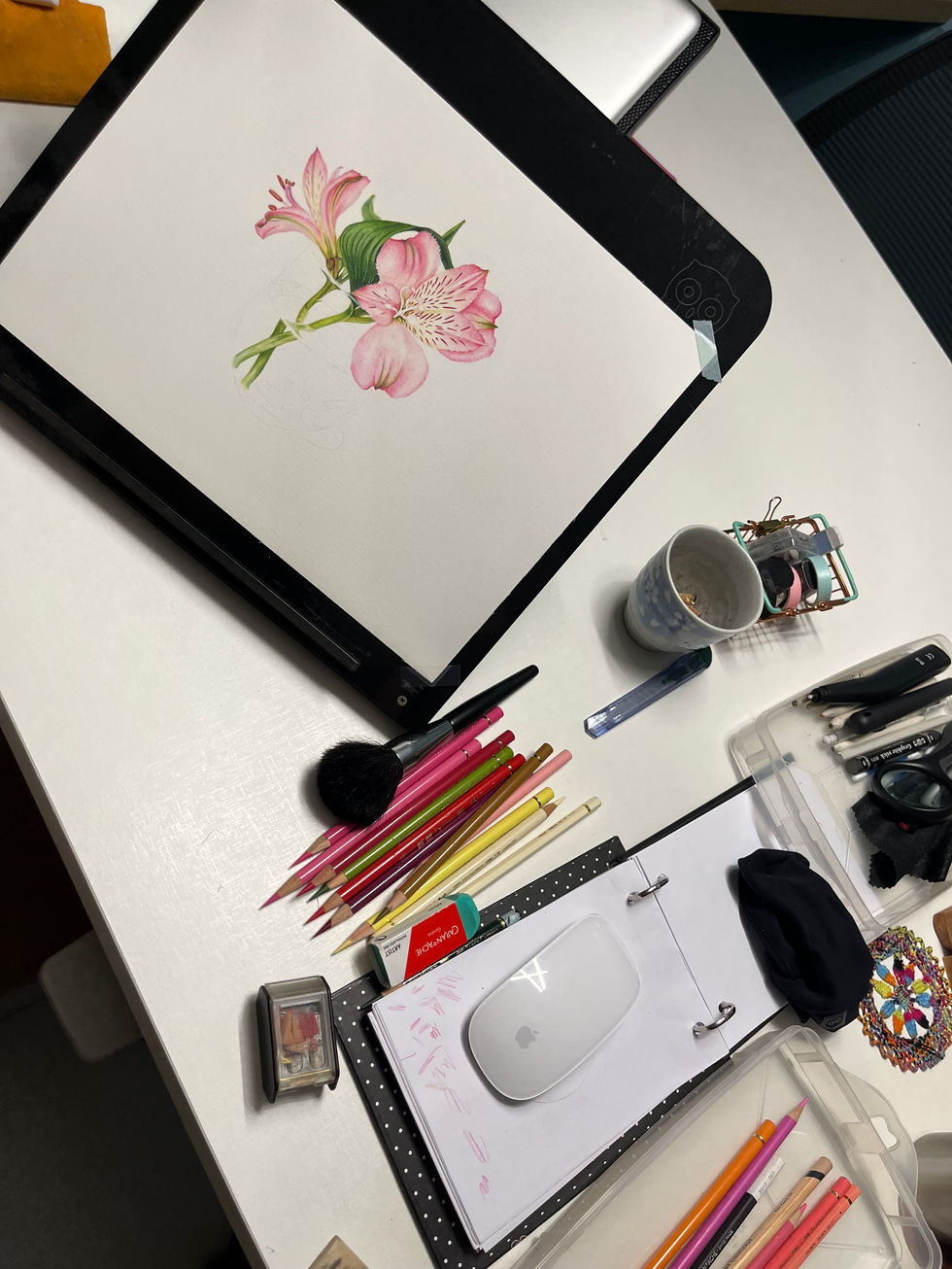 astromelia lapis cor flores flor rosa flower flowers pencil colored