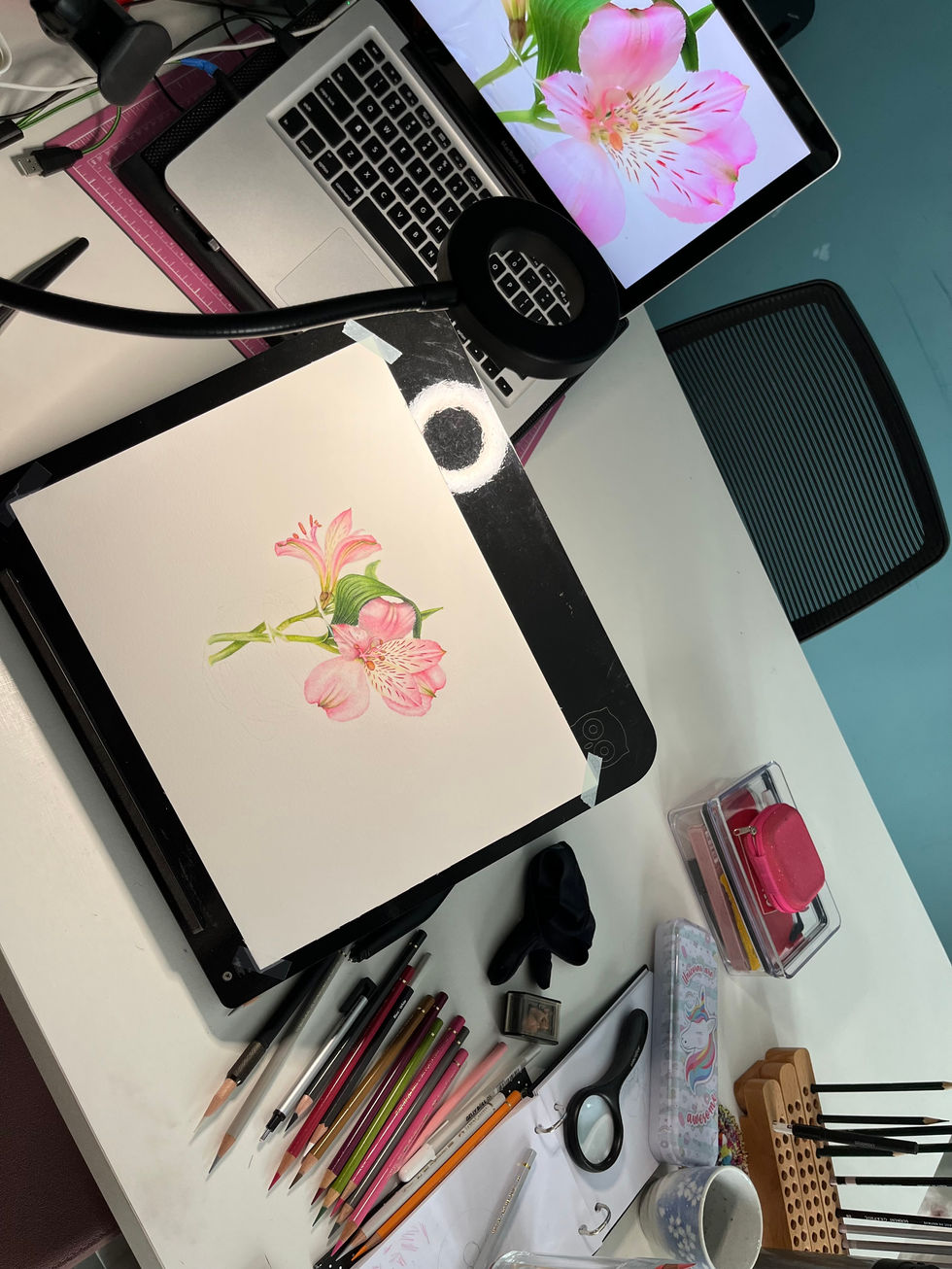 astromelia flor flores lapis cor flower flowers colors colored pencil pink rosa