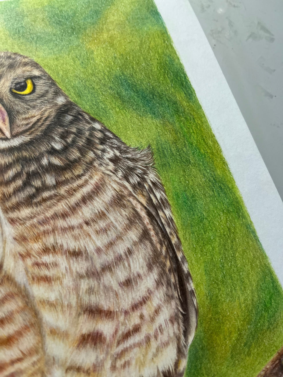 coruja buraqueira owl amarelo verde lapis cor colored Pencil arte bird pássaro