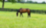 Broodmares
