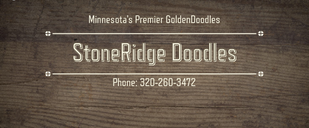 Current Litters Andover Minnesota Stoneridge Doodles