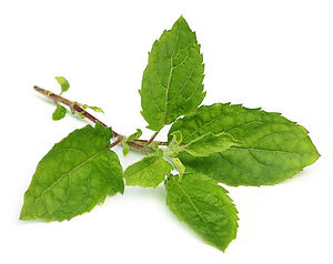tulsi new.jpg