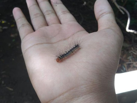 Ulat Bulu