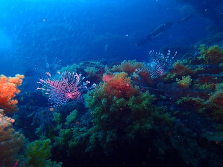 ダイビング和歌山