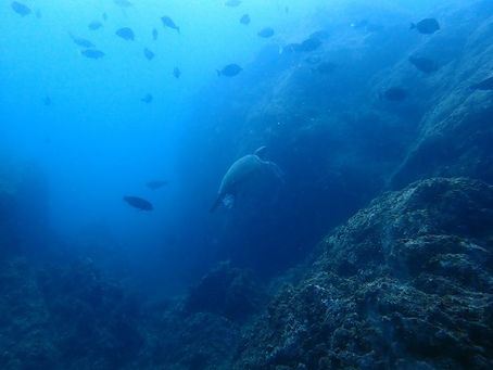 アオウミガメに出会える海