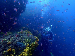 アカオビハナダイ