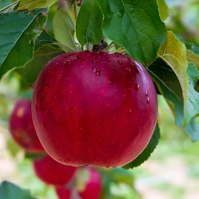 Image by Fumiaki Hayashi.jpg.webp