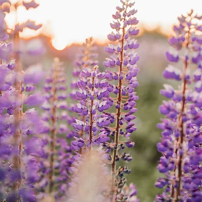 Image by Liana Mikah.jpg.webp