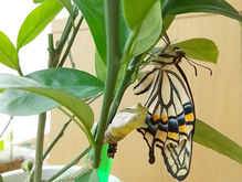 HER2陽性乳がんー昔と今