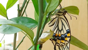 HER2陽性乳がんー昔と今