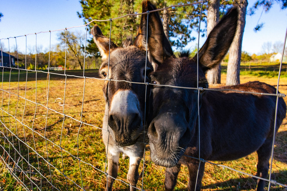 Donkeys1(1)