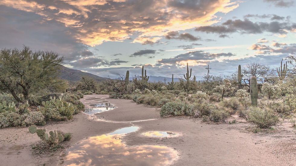 Arizona Desert landscape with cacti, puddles on sandy ground reflecting a colorful sunrise. Cloudy sky evokes a serene, tranquil mood.