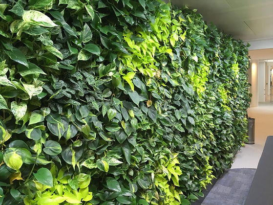 wandbegruenung_wand (41).jpg