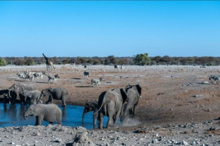 imageye___-_imgi_3_namibia-safari.jpg