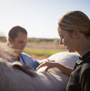 female-jockey-with-vet-examining-horse-2023-11-27-04-52-33-utc.jpg
