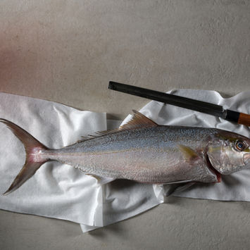 מסעדת דגים מומלצת תל אביב