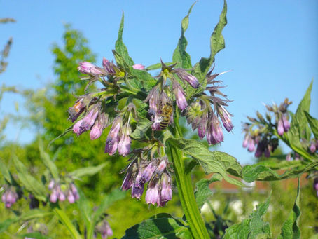 Beinwell – ein vielseitiger Helfer im Naturgarten