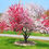 Thumbnail: Flowering peach plants- Red & pipermint color 
