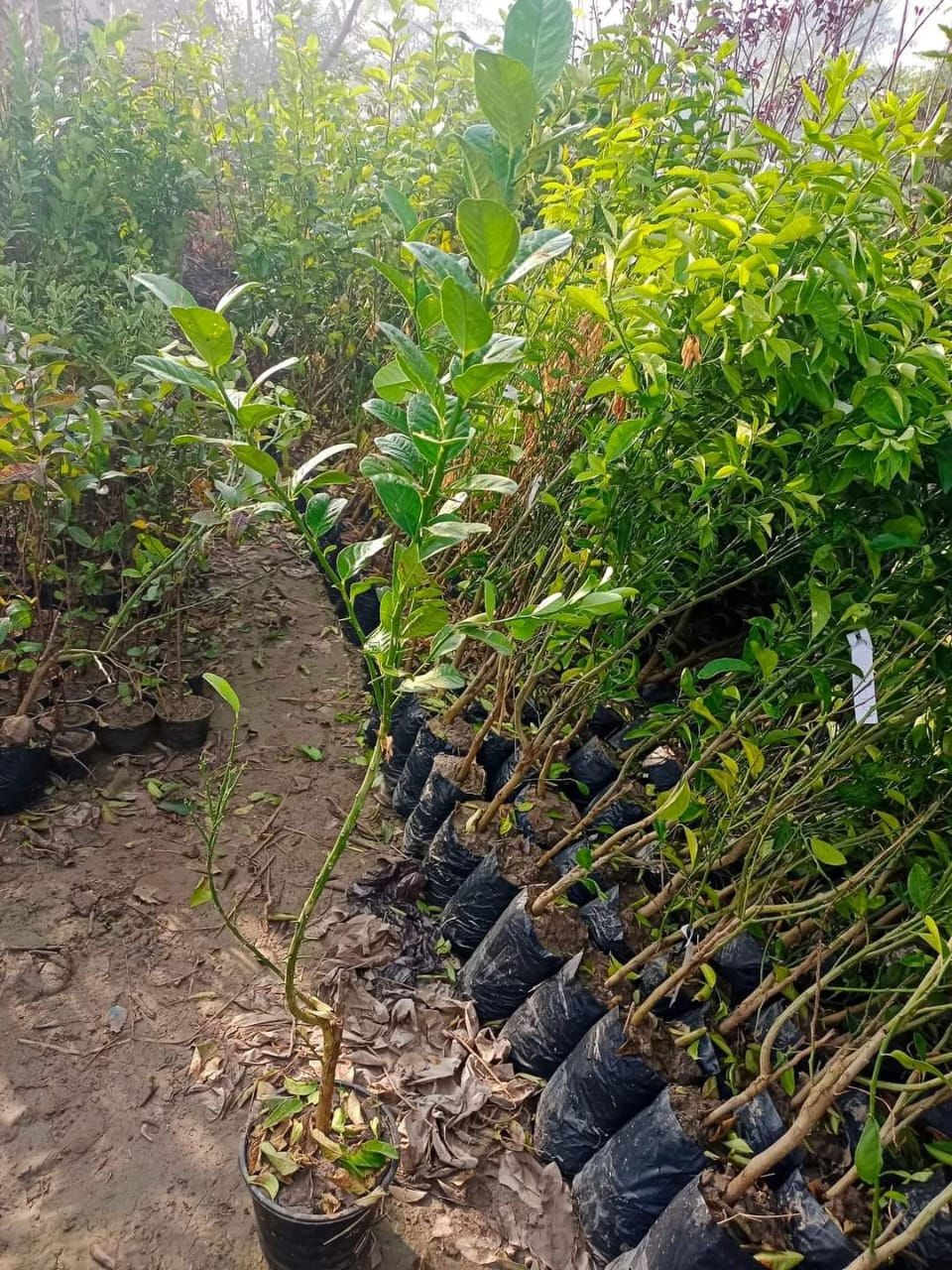 Thumbnail: Buddha Hand Lime plant / Only for bulk buyers 