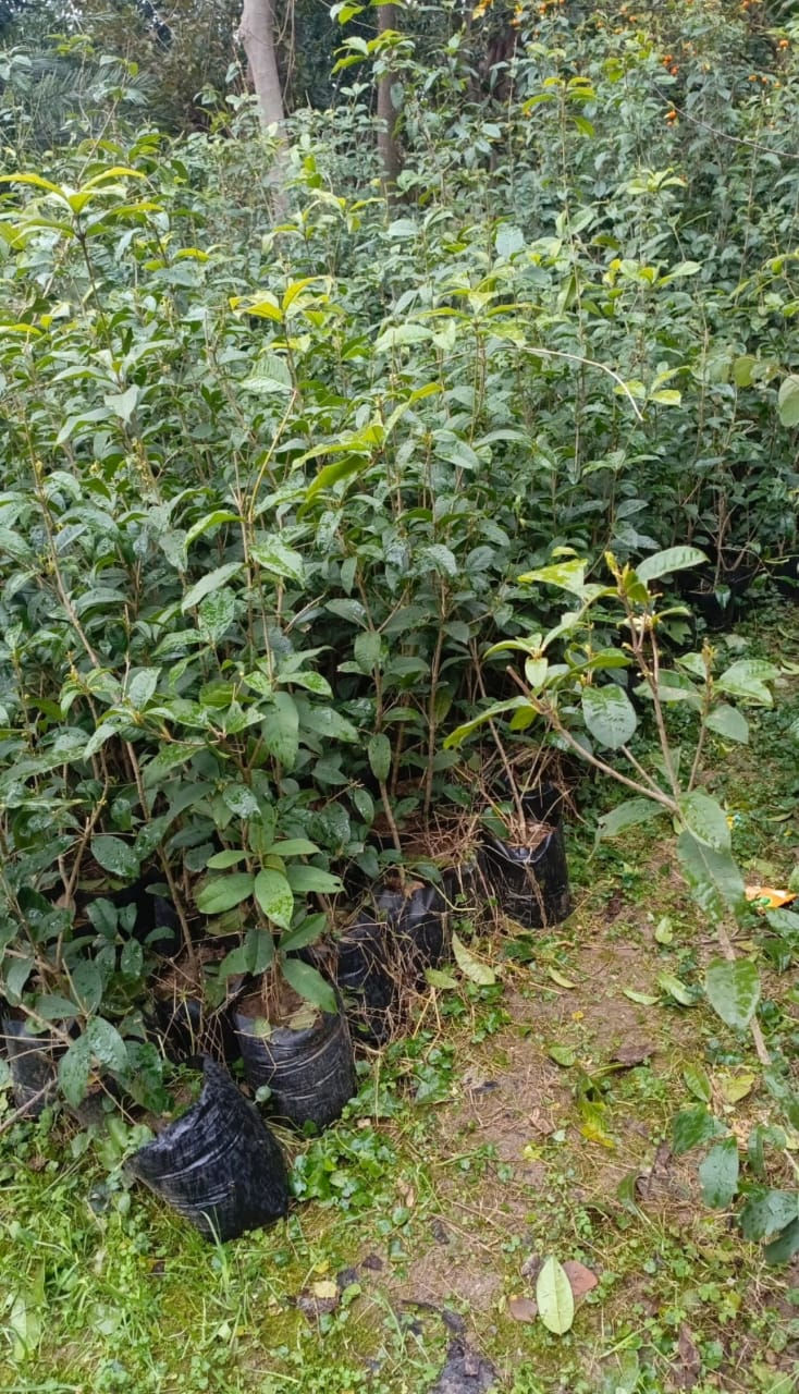 Thumbnail: Sweet Osmanthus plant / only for bulk buyers 