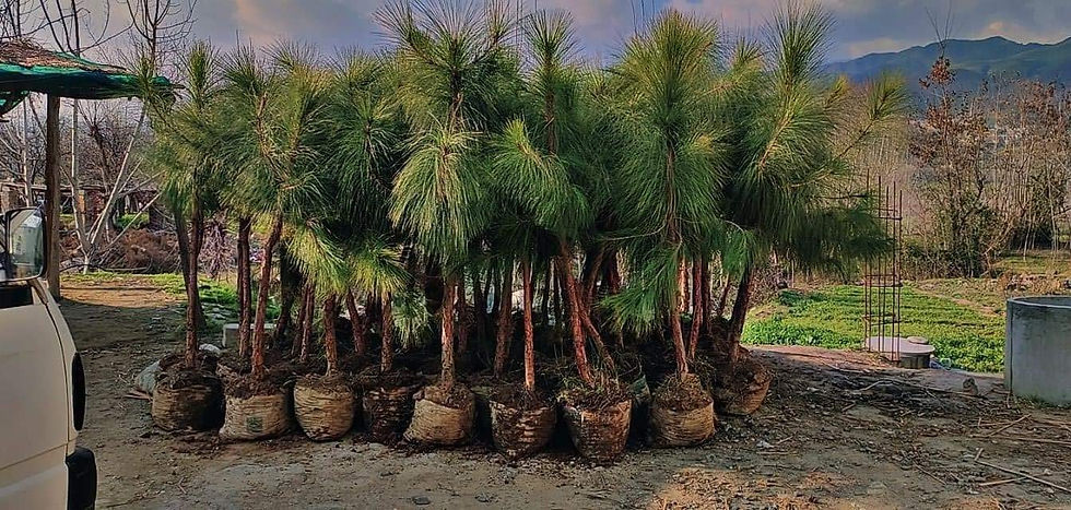 Thumbnail: Chir Pine / Pakistani Longleaf Pine (Pinus Roxburghii)- only for bulk buyers 