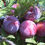 Thumbnail: Grafted Fazle manani plum plants- only for bulk buyers 