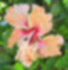Hibiscus Double peach color / only for bulk buyers 