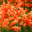 Thumbnail: Falme vine plant ( Golden shower ) 