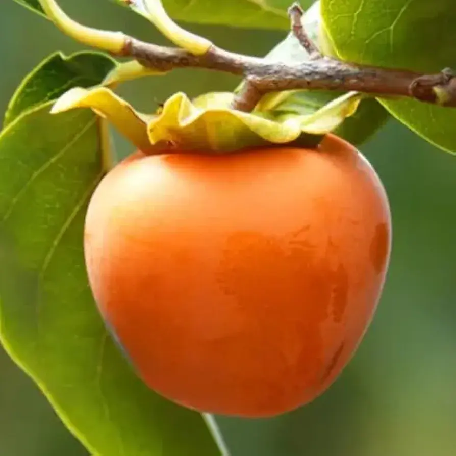 Thumbnail: Persimmon hachiya live plants - only for bulk buyers 
