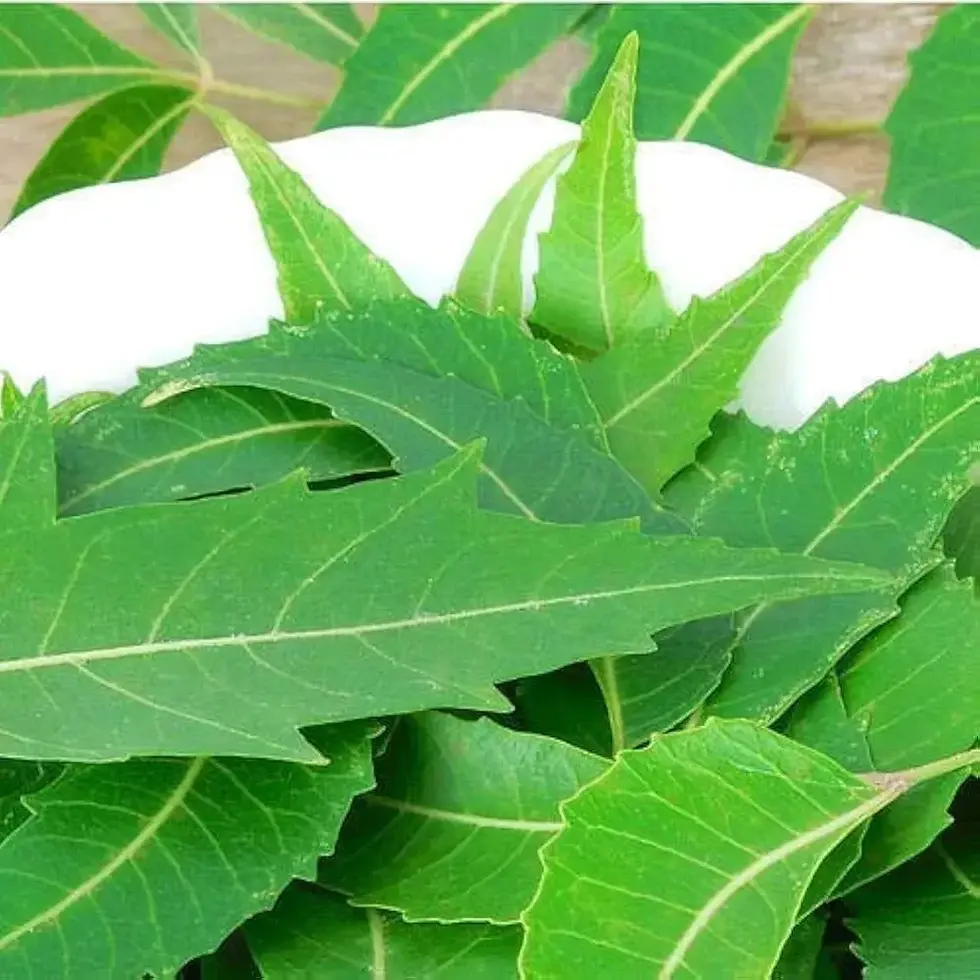 Thumbnail: Organic dried 100% pure 200 pics Neem leaves 