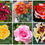 Thumbnail: Rose plant /  30 Colors / Only for bulk buyers 