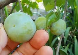Thumbnail: Pakistani green sour plum/ only for bulk buyers 